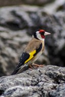 le  chardonneret elegant